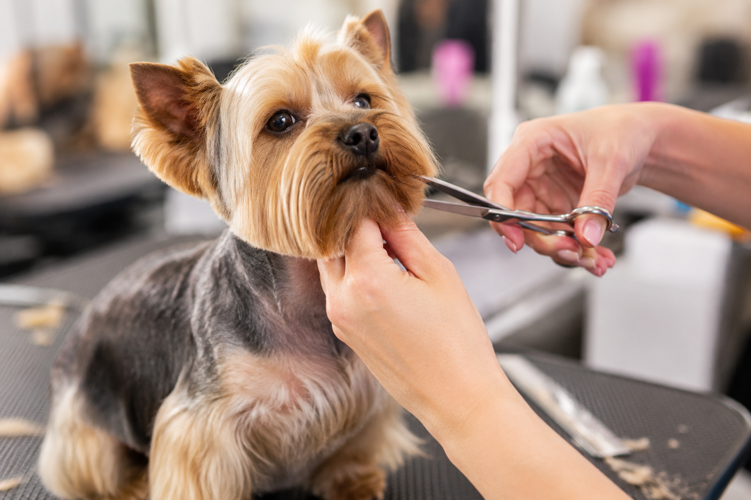 Toelettatura professionale per cani