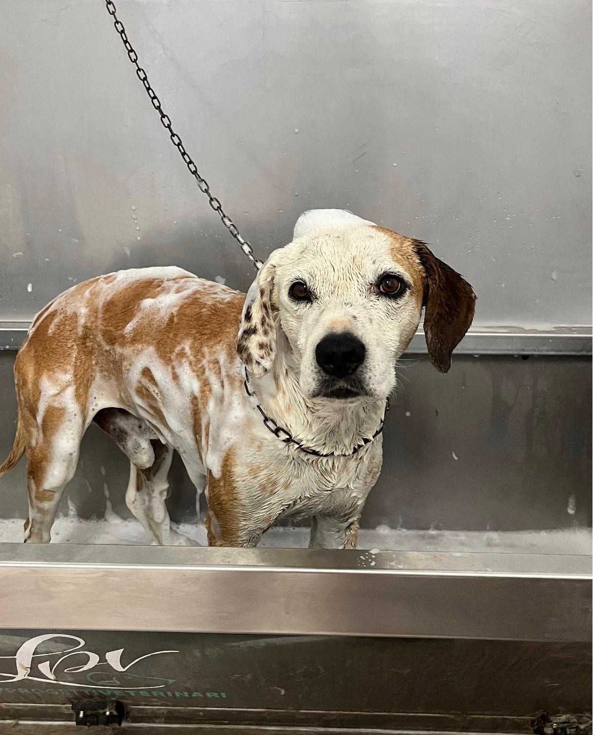 Bagno e spa all'ozono per cani